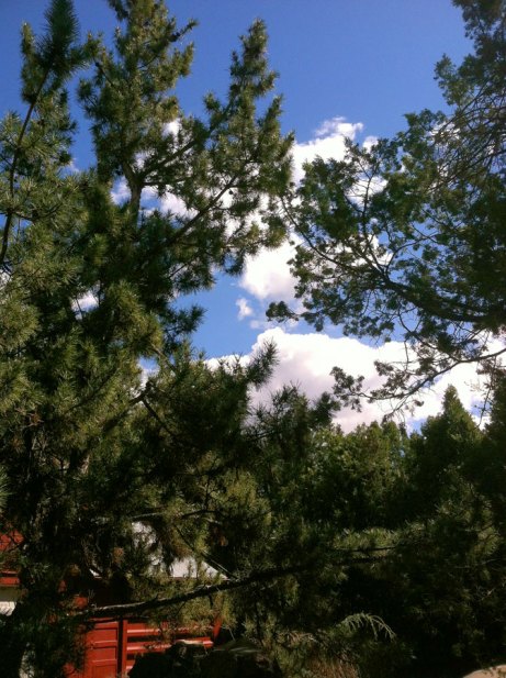 throughTheTrees041214