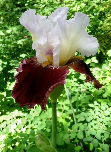 iris051714