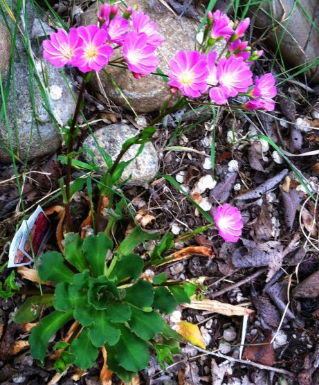 lewisia051514