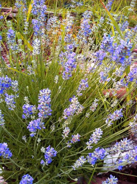 lavendar060714