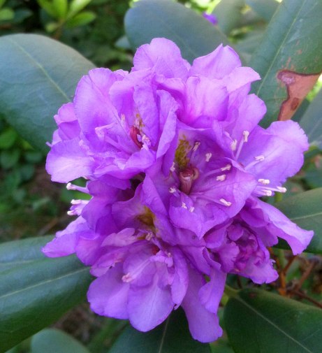rhodie060114