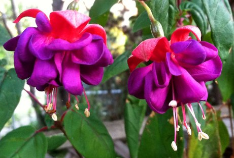 fuchsia072114