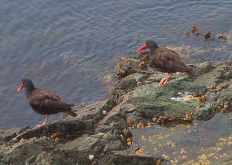 oystercatcher081414