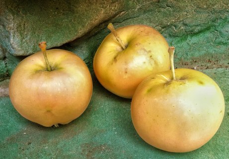 apples091914