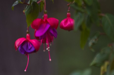 fuschia102414